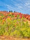 USA-Utah-Logan Canyon Colorful aspens in autumn Art Print